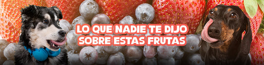 El trío frutal que alegra pancitas y corazones peludos