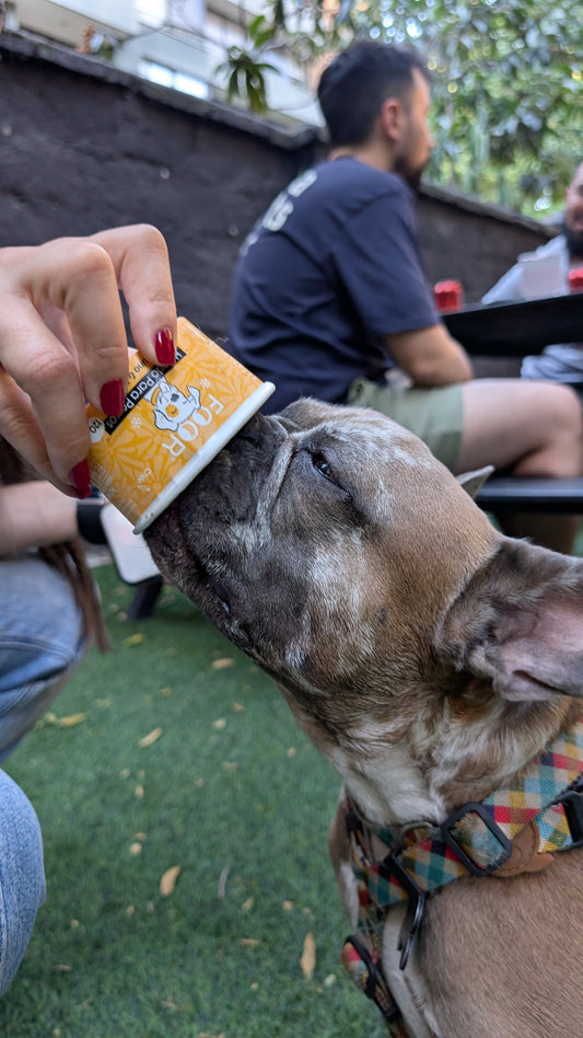 Fabrican helado para perros y gatos con venta directa (Lun.com)