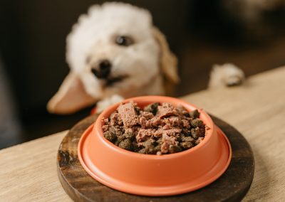 El calamar, un superalimento para tus mascotas