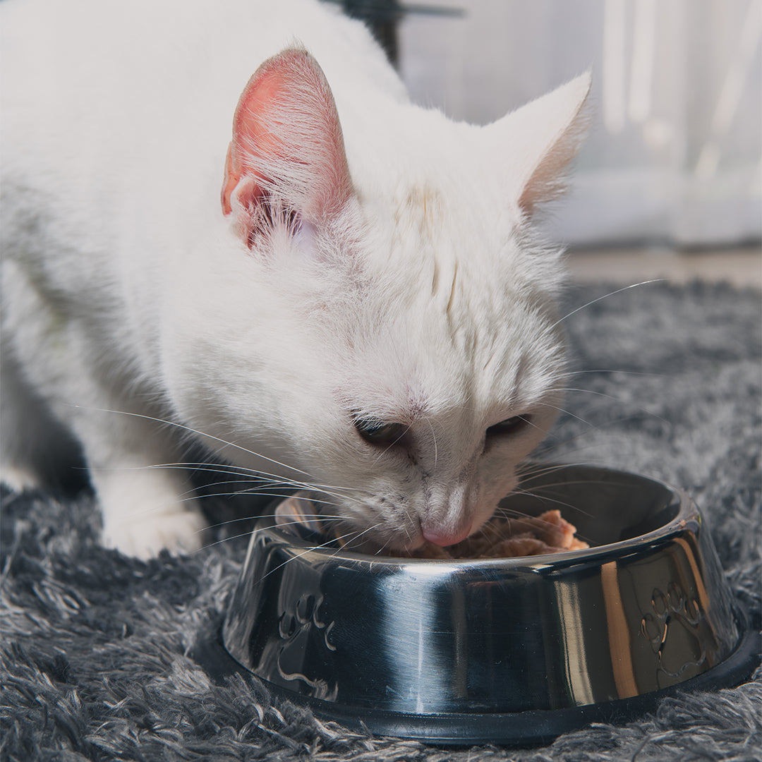 Carne para gatos