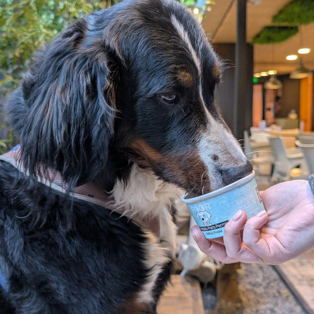 Helado para perros
